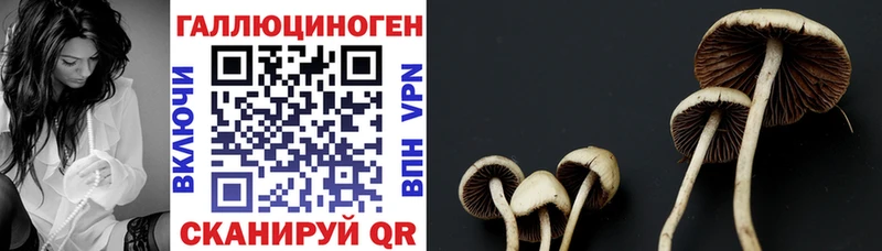 цена наркотик Пучеж Псилоцибиновые грибы Cubensis